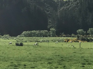 a lamb & mutton-dotted field in New Zealand; we did our best to eat as many as we could, but the sheep:person ratio there is roughly 15:1
